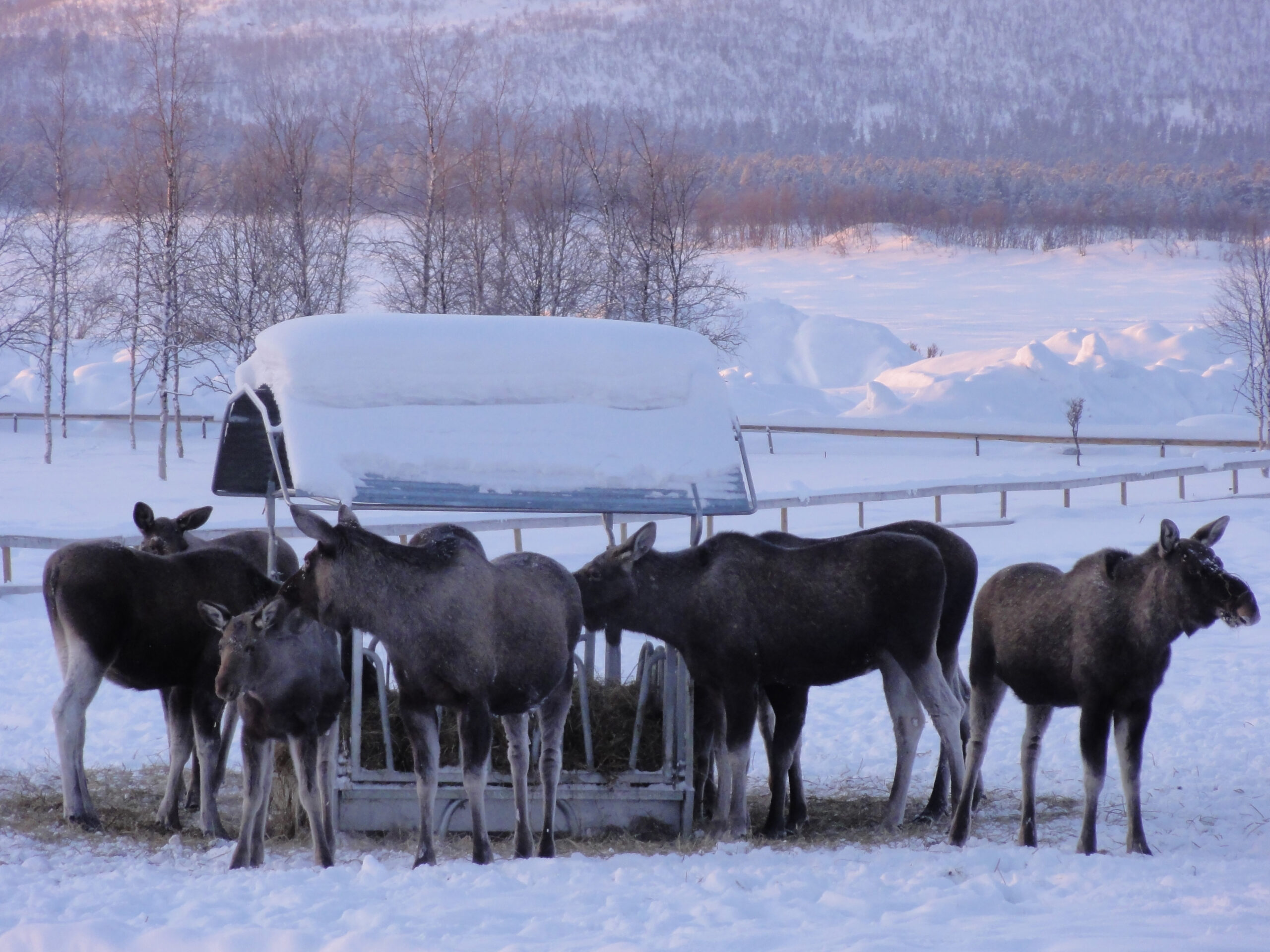 moose stealing hay ofelas scaled