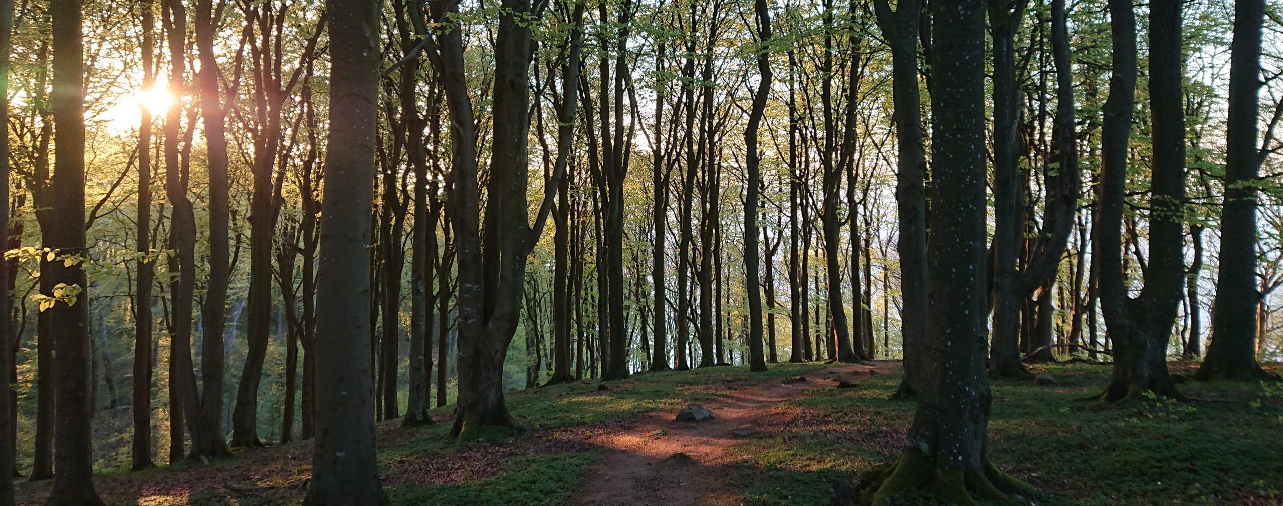 stig i skog