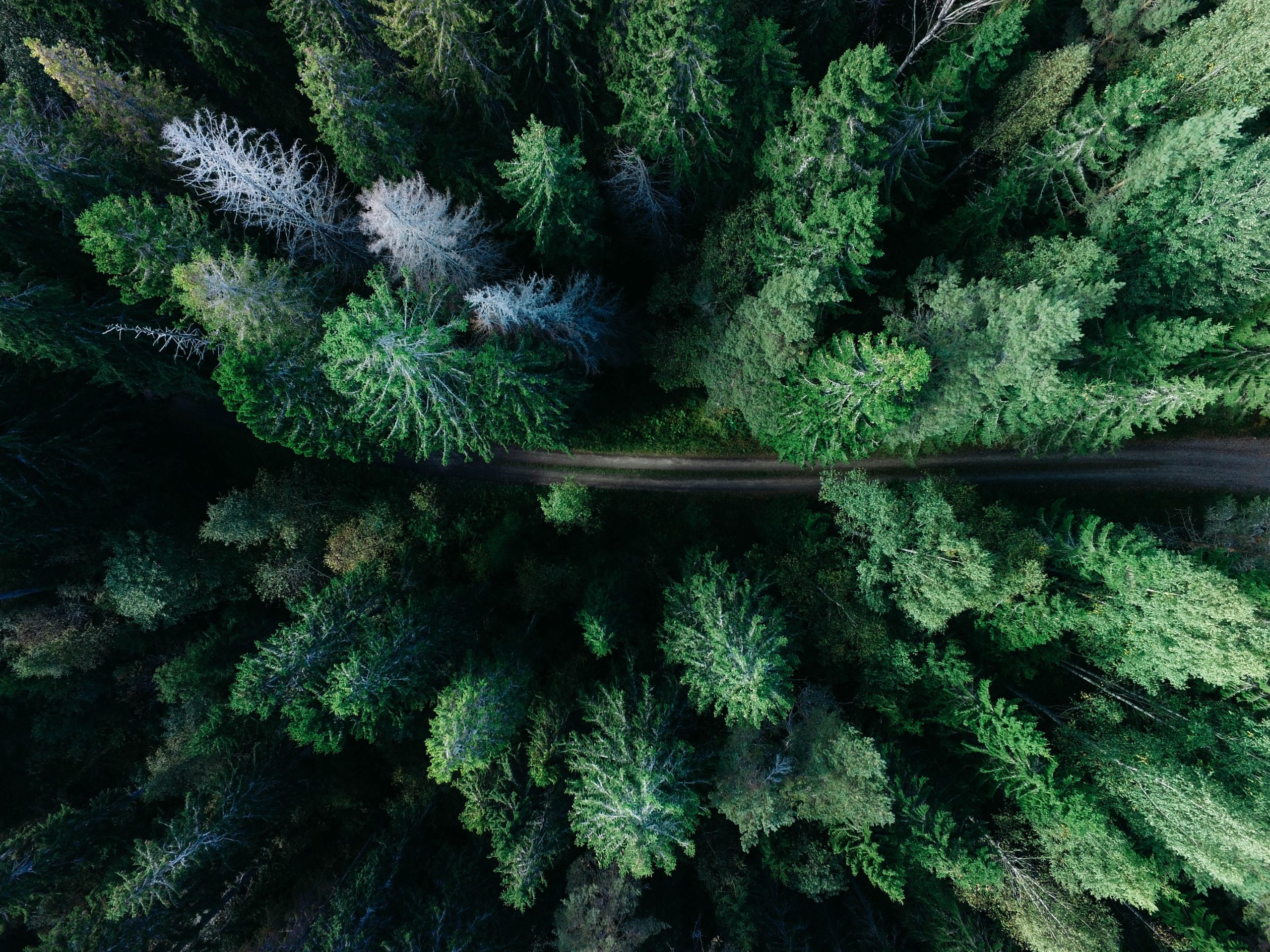 geran de klerk skogen unsplash scaled 1