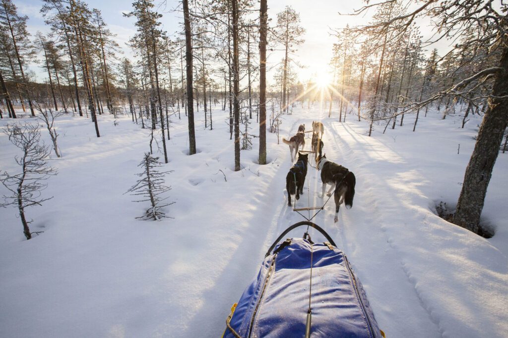 Hundspann med Wild Lapland. Bild: Wild Lapland