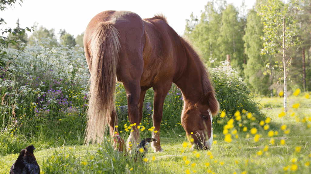Floriane lever sin barndomsdröm – Horses of Taiga är årets ekoturismpristagare  